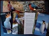 Лот: 21509927. Фото: 3. Обучающие карточки детям про птиц... Литература, книги