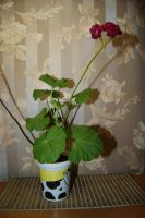 Лот: 16261218. Фото: 2. Пеларгония 'Ungarisk Appleblossom... Комнатные растения и уход