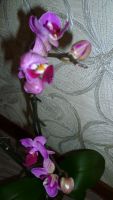 Лот: 4654934. Фото: 7. орхидея фаленопсис миди Реrceval