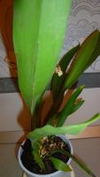 Лот: 5268062. Фото: 2. орхидея Беаллара Евростар(Beallara... Комнатные растения и уход