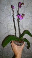 Лот: 4654934. Фото: 3. орхидея фаленопсис миди Реrceval. Растения и животные