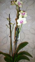 Лот: 4440198. Фото: 7. орхидея фаленопсис( Phal. Tropical...