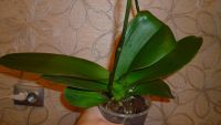Лот: 4544937. Фото: 5. Орхидея фаленопсис ( Phal. Tropical...