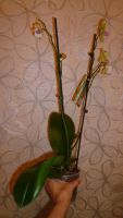 Лот: 4440198. Фото: 4. орхидея фаленопсис( Phal. Tropical... Красноярск