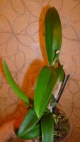 Лот: 4757915. Фото: 7. орхидея каттлея ("желтая")