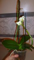 Лот: 5300931. Фото: 3. Орхидея фаленопсис F21(отцветает... Растения и животные