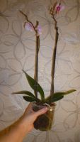 Лот: 5174109. Фото: 4. Орхидея фаленопсис Н51(отцвела... Красноярск
