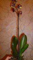 Лот: 5619331. Фото: 3. Орхидея фаленопсис F44. Растения и животные