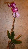 Лот: 6502295. Фото: 5. орхидея фаленопсис №15 отцветает