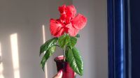 Лот: 16483058. Фото: 3. китайская роза, будет цвести красными... Растения и животные