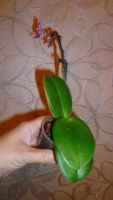 Лот: 5752444. Фото: 4. орхидея мини-фаленопсис. Красноярск