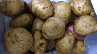 Лот: 16055816. Фото: 2. Картофель картошка из деревни. Продукты