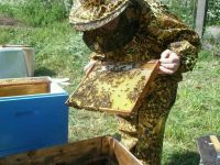 Лот: 9374923. Фото: 3. Пчелы с ульями. Красноярск