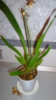 Лот: 5217929. Фото: 3. орхидея колманара-Colmanara Jungle... Растения и животные