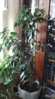 Лот: 16766846. Фото: 2. растение фикус бенджамина большой... Комнатные растения и уход