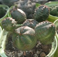 Лот: 18356116. Фото: 2. Euphorbia globosa x obesa суккулент... Комнатные растения и уход
