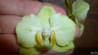Лот: 7669560. Фото: 3. повторно-орхидея фаленопсис(Multi... Растения и животные