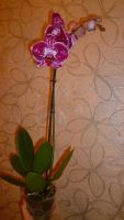 Лот: 6502295. Фото: 6. орхидея фаленопсис №15 отцветает