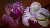 Лот: 5706416. Фото: 2. Орхидея фаленопсис F58(отцвела... Комнатные растения и уход