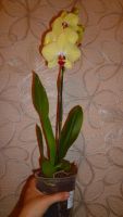 Лот: 5728205. Фото: 4. Орхидея фаленопсис F64. Красноярск