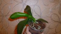 Лот: 6226384. Фото: 5. орхидея фаленопсис миди(М5)