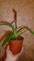 Лот: 5300978. Фото: 3. орхидея Paphiopedilum (пафик-тапок... Растения и животные