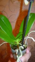 Лот: 5444877. Фото: 7. орхидея мини-фаленопсис(отцвела...