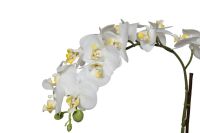 Лот: 21334219. Фото: 2. Орхидея белая в горшке h46см... Цветы, букеты