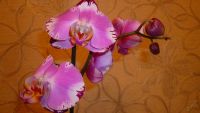 Лот: 5614458. Фото: 4. Орхидея фаленопсис F41. Красноярск