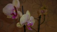 Лот: 4440208. Фото: 3. орхидея фаленопсис(D15). Растения и животные
