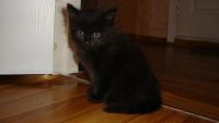 Лот: 3510094. Фото: 2. котенок черный мальчик. Животные и уход