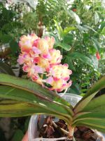 Лот: 16972420. Фото: 3. Орхидея ринхоридес. Растения и животные