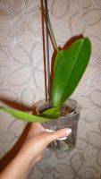 Лот: 5706229. Фото: 3. Орхидея фаленопсис F56(отцвела... Растения и животные