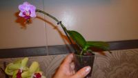Лот: 5752444. Фото: 3. орхидея мини-фаленопсис. Растения и животные