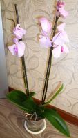 Лот: 4520045. Фото: 4. орхидея фаленопсис Е7 (Phalaenopsis... Красноярск