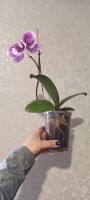 Лот: 21093637. Фото: 2. Орхидея фаленопсис биг-лип Black... Комнатные растения и уход