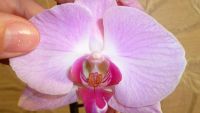 Лот: 4520045. Фото: 2. орхидея фаленопсис Е7 (Phalaenopsis... Комнатные растения и уход