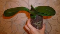 Лот: 6226384. Фото: 6. орхидея фаленопсис миди(М5)