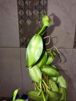 Лот: 14760034. Фото: 2. Орхидея Ваниль вариегатная. Vanilla... Комнатные растения и уход