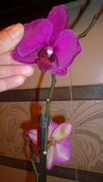 Лот: 5300907. Фото: 5. Орхидея фаленопсис F20(отцветает...