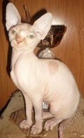 Лот: 2247760. Фото: 2. Котёнок канадского сфинкса ( паспорт... Животные и уход