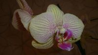 Лот: 4440208. Фото: 4. орхидея фаленопсис(D15). Красноярск