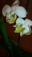 Лот: 5300931. Фото: 5. Орхидея фаленопсис F21(отцветает...