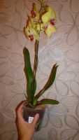 Лот: 5728205. Фото: 6. Орхидея фаленопсис F64