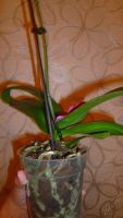Лот: 5706541. Фото: 5. Орхидея фаленопсис F59(отцвела...