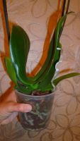 Лот: 5706416. Фото: 3. Орхидея фаленопсис F58(отцвела... Растения и животные