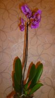 Лот: 5614501. Фото: 7. Орхидея фаленопсис F42