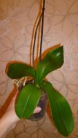 Лот: 5383049. Фото: 6. Орхидея фаленопсис F29(отцвела...