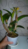Лот: 4838165. Фото: 3. орхидея Каттлея(отцвела). Растения и животные