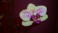 Лот: 4544937. Фото: 4. Орхидея фаленопсис ( Phal. Tropical... Красноярск